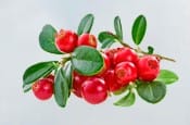 ЭКСТРАКТ ЯГОД КЛЮКВЫ
Избавляет из воспаление, нормализует мочеиспускание, уменьшает ночные позывы