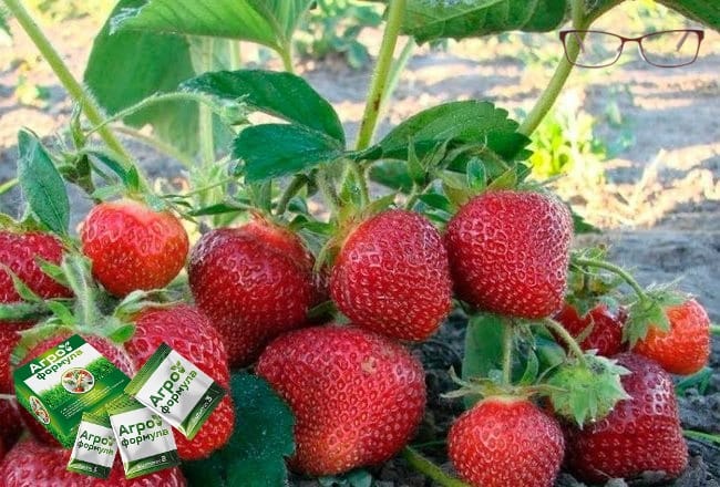 Обзор средства Агро Формула