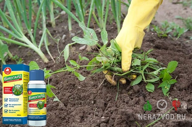 Биогард От Сорняков Отзывы Купить