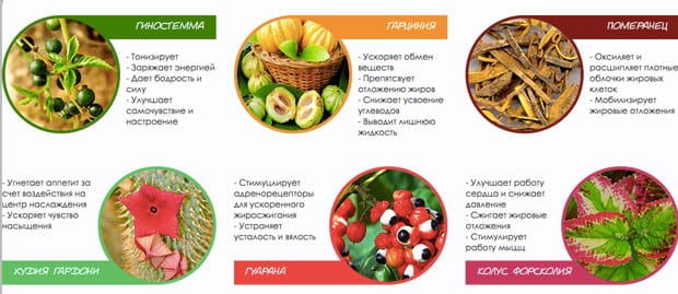 состав