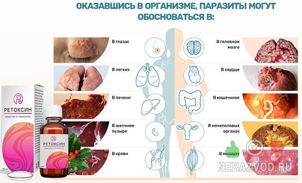 Препарат Реноксин Где Купить В Аптеке