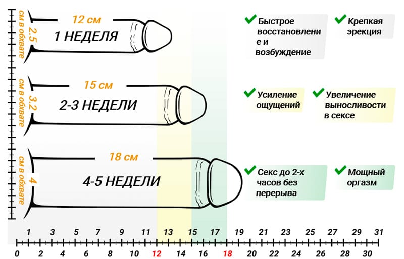 Размеры Полового Члена Мужчин