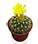 Перуанский кактус в биолипоксатор живота